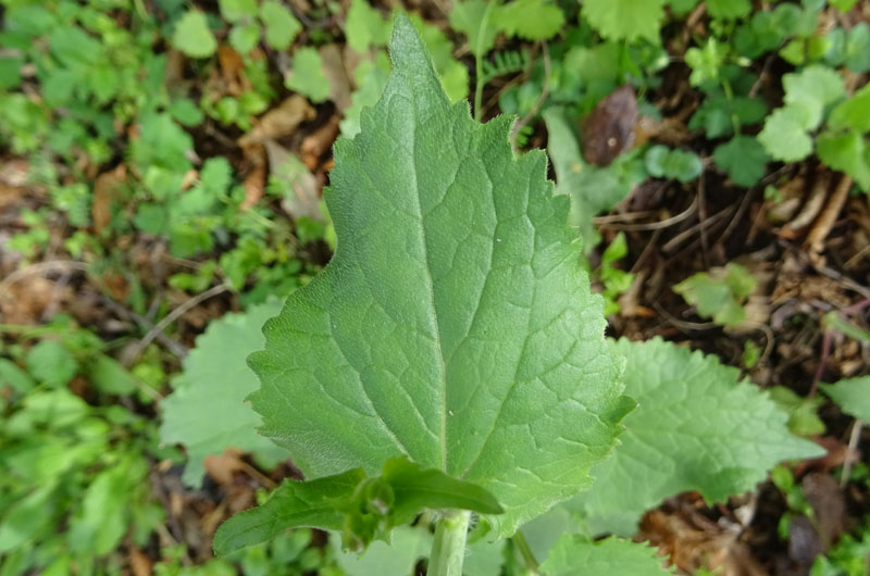 Lunaria annua - Brassicaceae